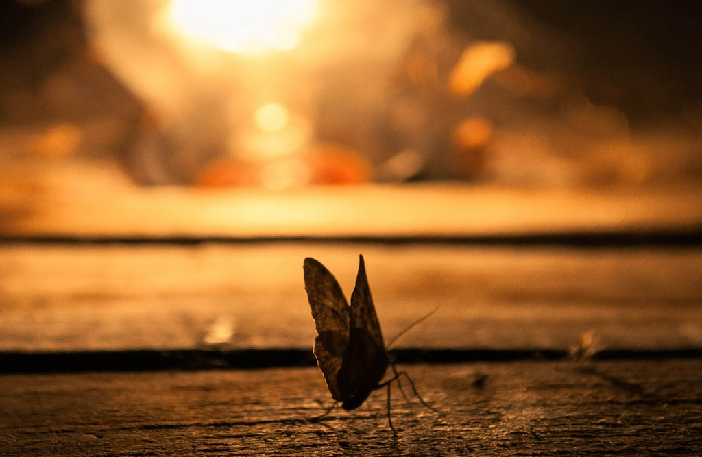 Attract Fewer Insects With LEDs